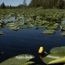 Calm pond covered with green lily pads and two yellow water lilies blooming near the foreground, surrounded by trees under a clear blue sky