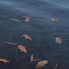Brown leaves floating on dark water with submerged stems and branches visible beneath the surface