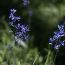 Delicate purple wildflowers growing among green grass and blurred foliage
