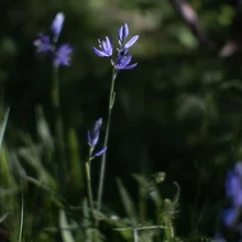 Delicate purple flowers with thin petals against a dark, blurred background