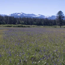 Field of purple wildflowers with a background of dense forest and snow-capped mountains under a clear blue sky