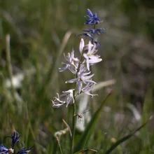 tall slender stalk with white and purple flowers growing among green grass