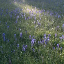 Field of tall green grass dotted with clusters of small purple flowers