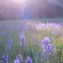 Field with tall purple wildflowers bathed in soft sunlight with trees in the background