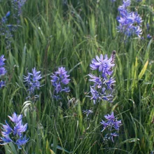 Clusters of small purple wildflowers growing among tall green grass