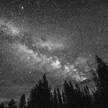 Night sky filled with stars and the Milky Way galaxy visible above silhouettes of tall pine trees