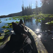 black and white dog sitting on a kayak surrounded by water lilies on a calm lake with forested hills in the background