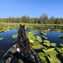 black dog sitting on the front of a kayak surrounded by water lilies in a calm lake under clear blue sky