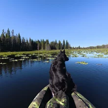 Black dog sitting on the front of a camouflaged inflatable boat on a calm lake with lily pads and surrounded by evergreen trees under a clear blue sky
