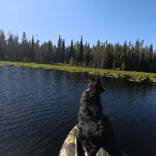 Black dog sitting on the front of a camouflaged kayak on a calm lake with trees and lily pads in the background under a clear blue sky