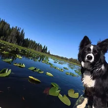 black and white dog sitting on the edge of a boat floating on a lily pad-covered lake surrounded by trees under a clear blue sky