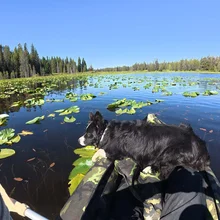 Black and white dog lying on an inflatable boat surrounded by water lilies on a calm lake with a forest in the background