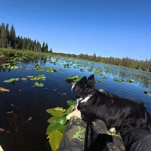 Black and white dog sitting in a kayak surrounded by water lilies on a calm lake with forested shorelines under a clear blue sky
