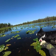 Black and white dog lying on a camouflage raft floating on water covered with lily pads, surrounded by a forest under a clear blue sky