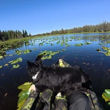 Black and white dog standing on a kayak floating on a lake covered with lily pads and surrounded by trees under a clear blue sky