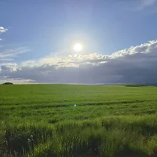 Sun shining over a wide green grassy field with a partly cloudy blue sky