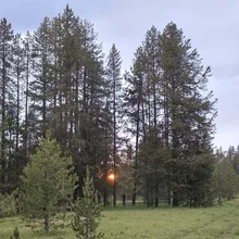 Sun setting behind a group of tall pine trees with green grass in the foreground