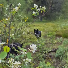 White flowering branches in a green forest clearing with two black and white dogs in the background