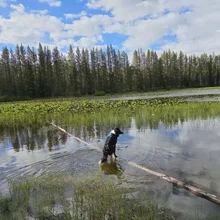 Black and white dog standing on a fallen tree trunk in a shallow pond surrounded by green vegetation and a forest of tall pine trees under a partly cloudy sky