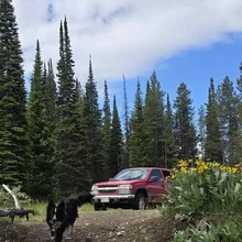 Black and white dog running on a rocky dirt path with yellow wildflowers and tall evergreen trees in the background
