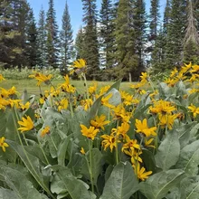 cluster of yellow wildflowers with broad green leaves in front of tall pine trees under a blue sky