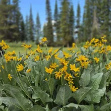 Cluster of yellow wildflowers with broad green leaves in a field with tall pine trees and blue sky in the background