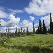grassy meadow with scattered bushes and tall evergreen trees under a partly cloudy blue sky
