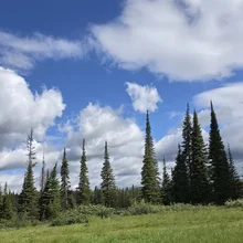 tall evergreen trees with a grassy meadow in the foreground under a partly cloudy blue sky