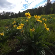 cluster of vibrant yellow flowers with green leaves in a sunlit meadow under a partly cloudy sky
