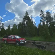 Red pickup truck parked on a dirt road near three black and white cows with tall pine trees and a partly cloudy sky in the background