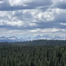 Dense green forest in the foreground with snow-capped mountains in the distance under a cloudy sky