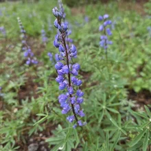 close-up of a purple flower spike with green leaves and several similar flowers in a blurred natural background