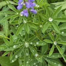 Green leaves with water droplets and a blurred cluster of small purple flowers