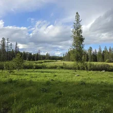 open grassy field with scattered trees under a partly cloudy sky