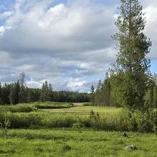 Open grassy field bordered by dense trees under a partly cloudy sky