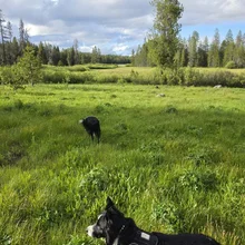 Two black dogs in a lush green meadow with trees and a partly cloudy sky in the background