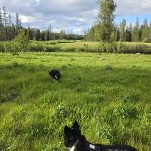 Two black and white dogs in a grassy field with trees and a partly cloudy sky in the background