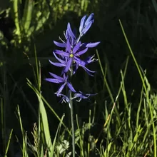 Tall stem with multiple purple star-shaped flowers surrounded by green grass