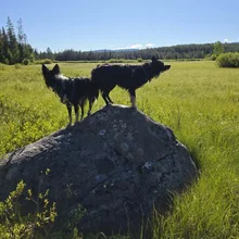 Two black and white dogs standing on a large rock in a sunlit grassy field with trees and hills in the background