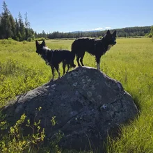 Two black and white dogs standing on a large rock in a grassy field with trees and a clear blue sky in the background