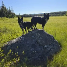 Two black and white dogs standing on a large rock in a grassy field with a forest in the background