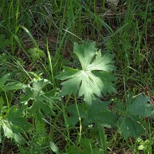 green leaves with palmate lobes among tall grass and small wildflowers in natural ground vegetation