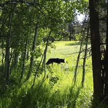 Dark animal walking through a sunlit grassy clearing surrounded by leafy trees