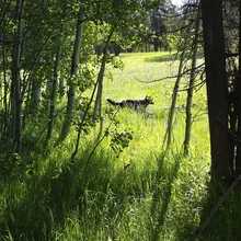 Black and white dog walking through a sunlit grassy clearing surrounded by slender trees with green leaves