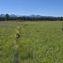 Two black and white dogs in a wide green meadow with purple wildflowers, with a forest and snow-capped mountains in the background under a clear blue sky