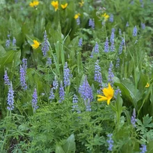 Field of green plants with tall stalks of small purple flowers and scattered bright yellow flowers