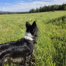 black and white dog standing in a grassy field looking toward the horizon with trees and a blue sky in the background