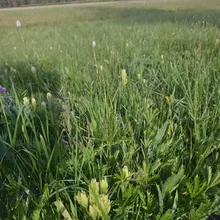 Green meadow with tall grasses and small yellow wildflowers under a partly cloudy blue sky, with a line of trees and distant mountains in the background