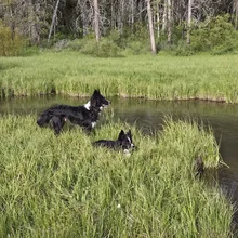 Two black and white dogs standing and sitting in tall grass beside a calm river with a forest in the background