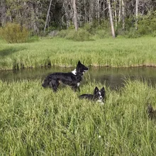 Two black and white dogs standing and sitting in tall grass near a calm river with trees in the background